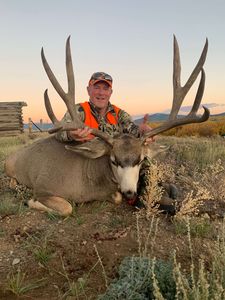 Mule Deer